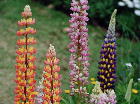 Lupinus