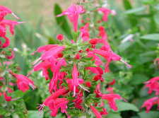 Salvia