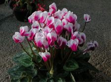 Cyclamen