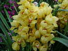 Cymbidium