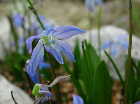 Scilla