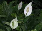 Spathiphyllum