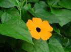 Thunbergia