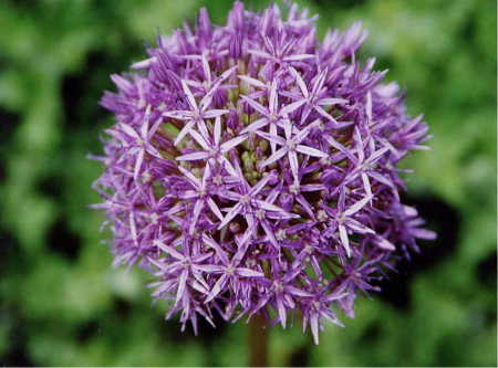 Allium