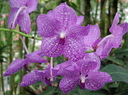 Vanda