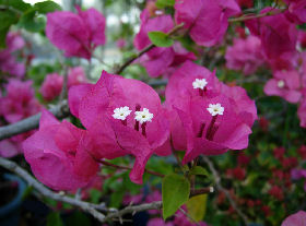 Bougainvillea