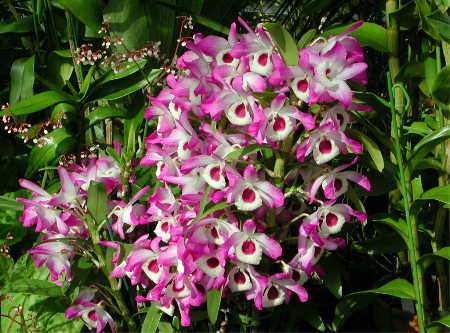 Dendrobium