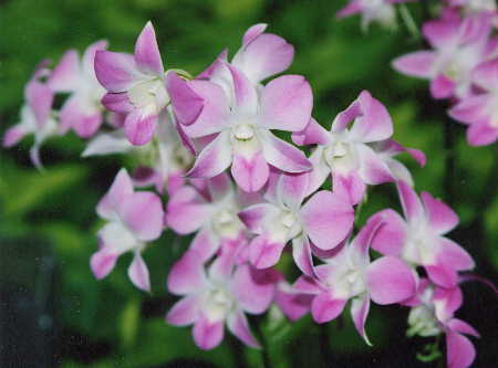 Dendrobium phalaenopsis