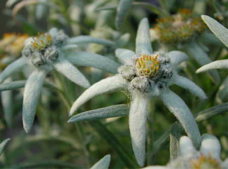 Edelweiss