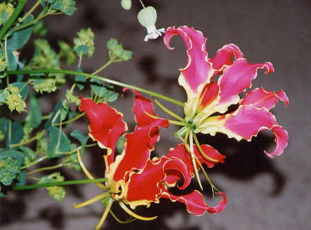 Gloriosa