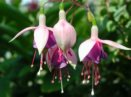 Fuchsia