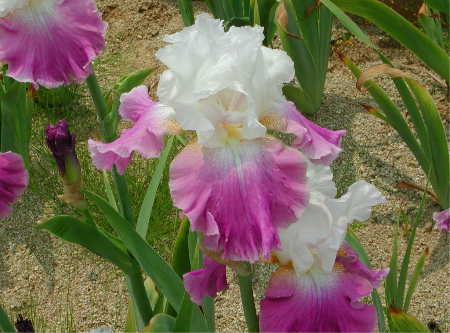 German iris