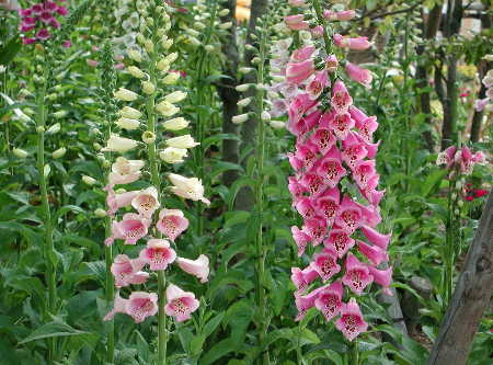 Digitalis