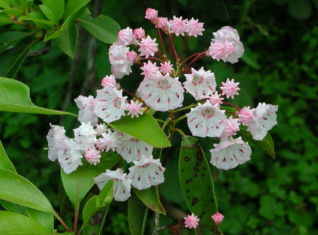 Kalmia