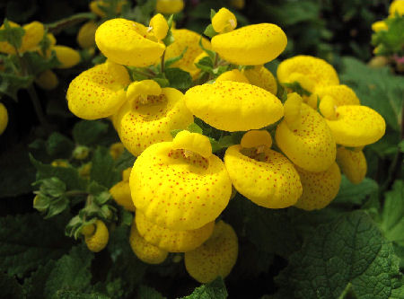 Calceolaria