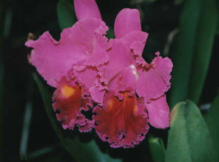 Cattleya