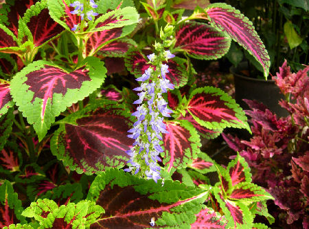 Coleus