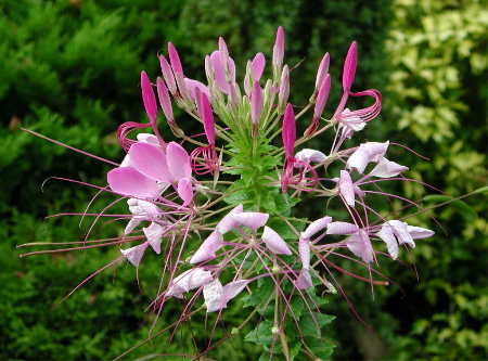 Cleome