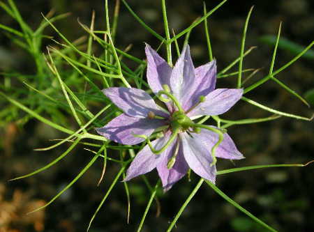 Nigella