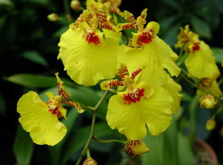 Oncidium