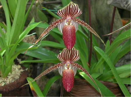 Paphiopedilum