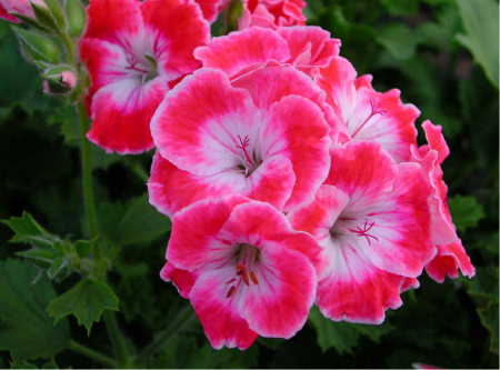 Pelargonium