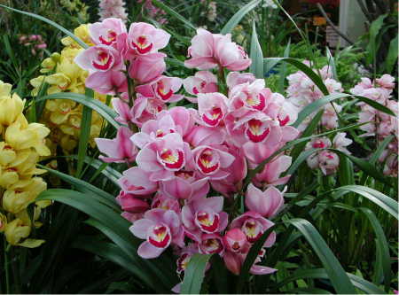 Cymbidium