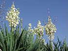 Yucca