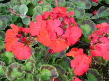 Geranium